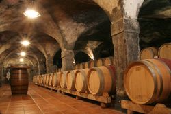 Degustace vín ve Slovinsku